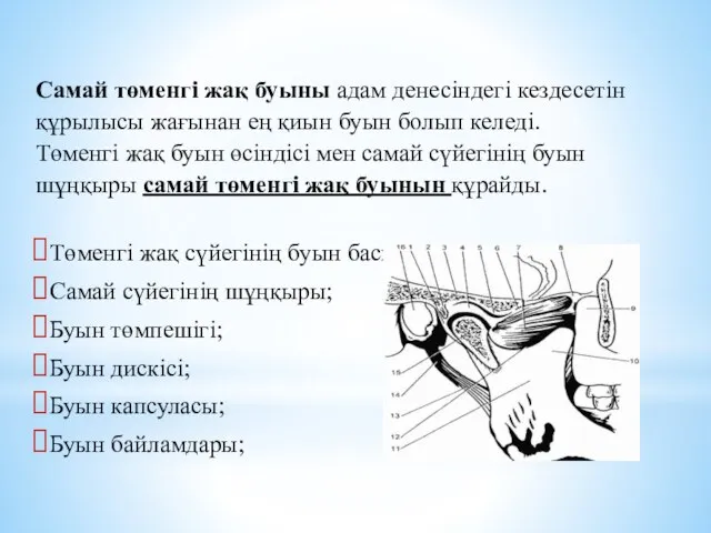 Самай төменгі жақ буыны адам денесіндегі кездесетін құрылысы жағынан ең қиын