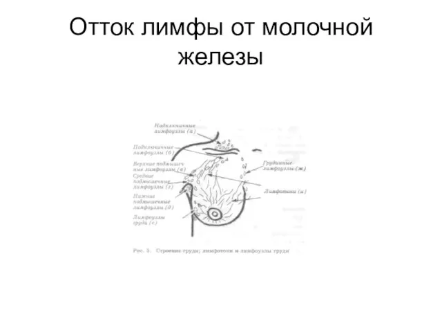 Отток лимфы от молочной железы