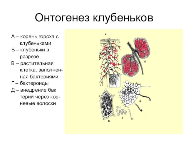 Онтогенез клубеньков А – корень гороха с клубеньками Б – клубеньки