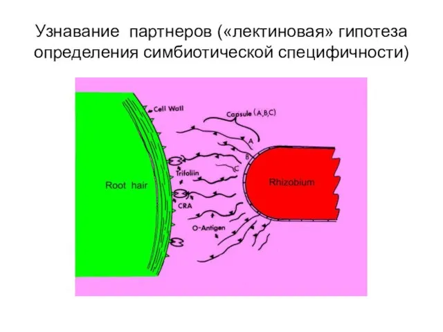 Узнавание партнеров («лектиновая» гипотеза определения симбиотической специфичности)