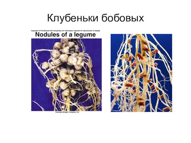 Клубеньки бобовых