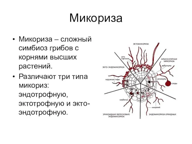 Микориза Микориза – сложный симбиоз грибов с корнями высших растений. Различают