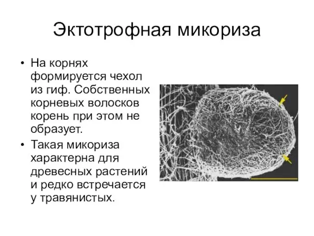 Эктотрофная микориза На корнях формируется чехол из гиф. Собственных корневых волосков