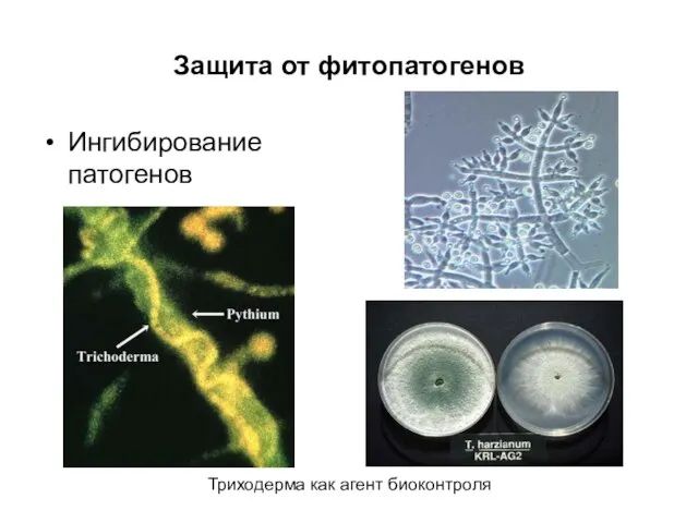 Защита от фитопатогенов Ингибирование патогенов Триходерма как агент биоконтроля