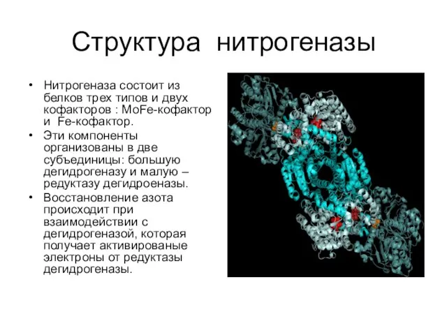 Структура нитрогеназы Нитрогеназа состоит из белков трех типов и двух кофакторов