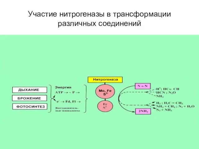 Участие нитрогеназы в трансформации различных соединений