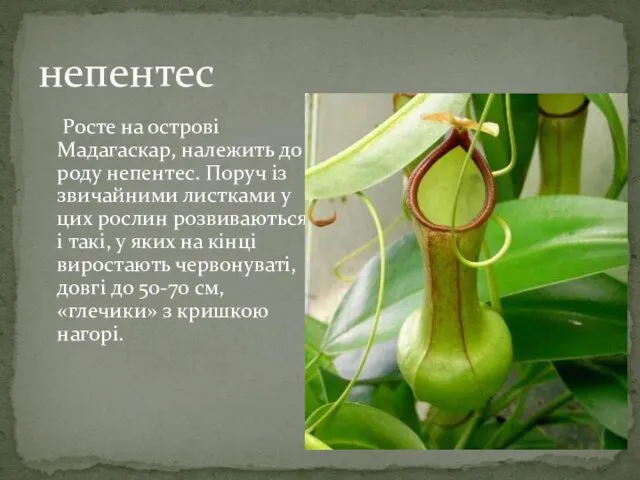 непентес Росте на острові Мадагаскар, належить до роду непентес. Поруч із