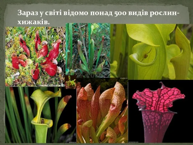 Зараз у світі відомо понад 500 видів рослин-хижаків.