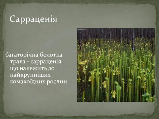 Сарраценія багаторічна болотна трава - сарраценія, що належить до найкрупніших комахоїдних рослин.