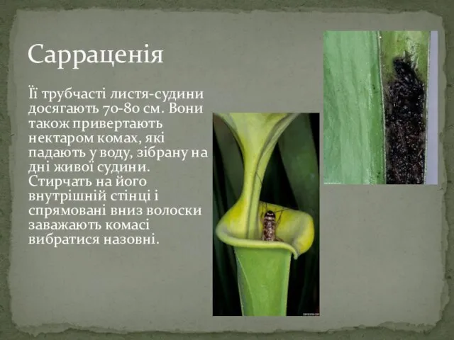 Сарраценія Її трубчасті листя-судини досягають 70-80 см. Вони також привертають нектаром