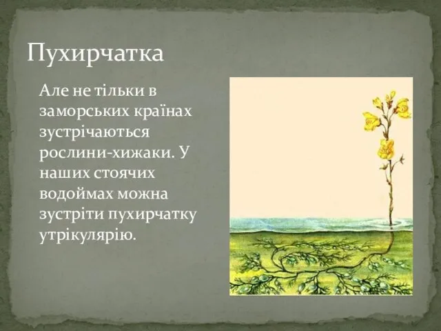 Пухирчатка Але не тільки в заморських країнах зустрічаються рослини-хижаки. У наших