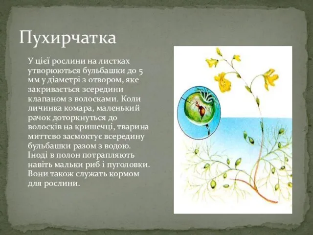 Пухирчатка У цієї рослини на листках утворюються бульбашки до 5 мм