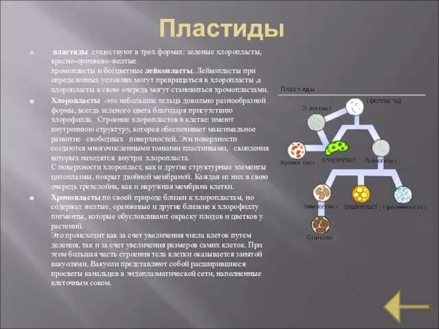 Пластиды пластиды существуют в трех формах: зеленые хлоропласты, красно-оранжево-желтые хромопласты и