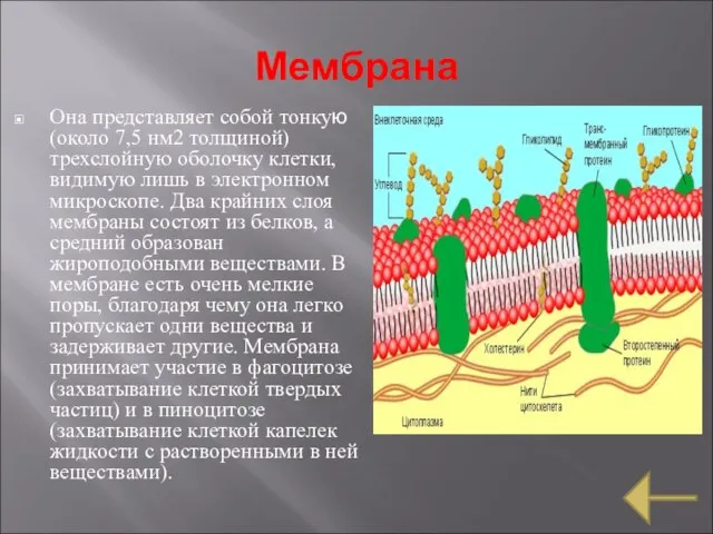 Мембрана Она представляет собой тонкую(около 7,5 нм2 толщиной) трехслойную оболочку клетки,