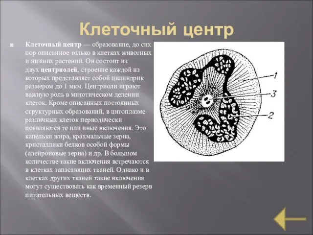 Клеточный центр Клеточный центр — образование, до сих пор описанное только