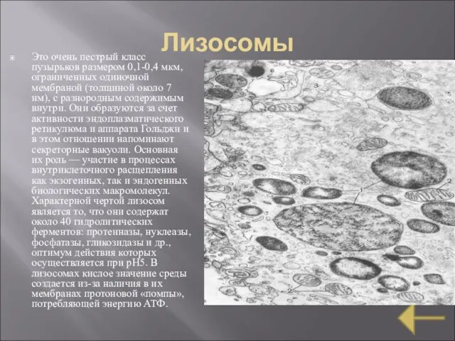 Лизосомы Это очень пестрый класс пузырьков размером 0,1-0,4 мкм, ограниченных одиночной