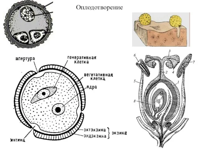 Оплодотворение