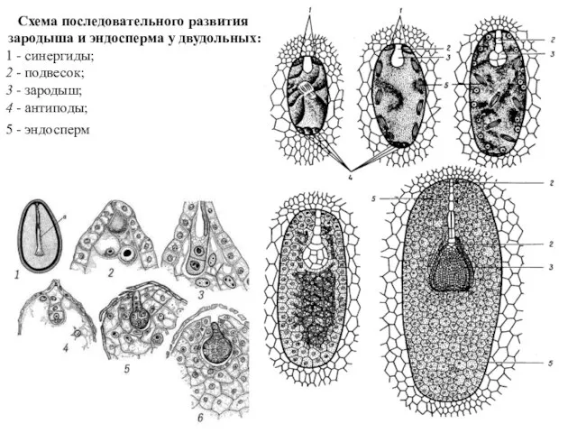 Семя Схема последовательного развития зародыша и эндосперма у двудольных: 1 -