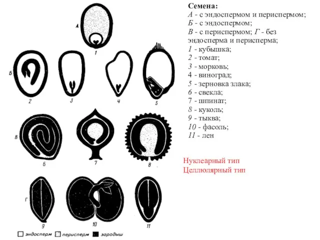 Семена: А - с эндоспермом и периспермом; Б - с эндоспермом;