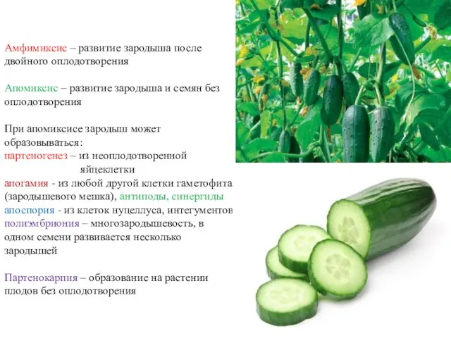 Амфимиксис – развитие зародыша после двойного оплодотворения Апомиксис – развитие зародыша