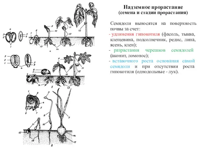 Надземное прорастание (семена и стадии прорастания) Семядоли выносятся на поверхность почвы