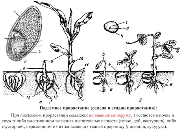 Подземное прорастание (семена и стадии прорастания): При подземном прорастании семядоли не