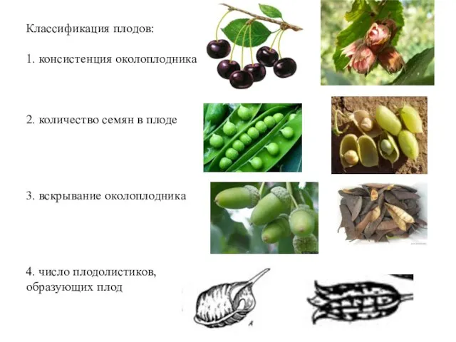 Классификация плодов: 1. консистенция околоплодника 2. количество семян в плоде 3.