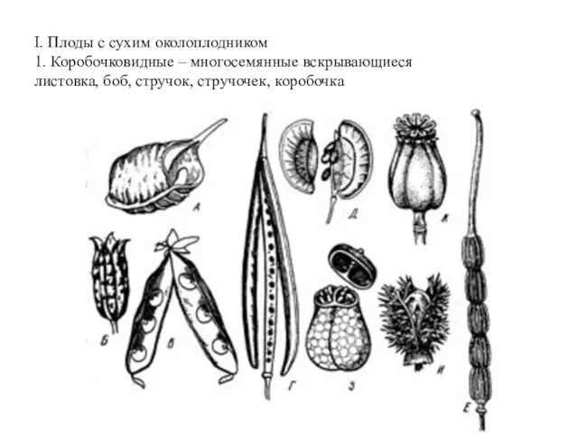 I. Плоды с сухим околоплодником 1. Коробочковидные – многосемянные вскрывающиеся листовка, боб, стручок, стручочек, коробочка