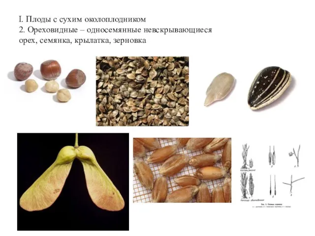 I. Плоды с сухим околоплодником 2. Ореховидные – односемянные невскрывающиеся орех, семянка, крылатка, зерновка