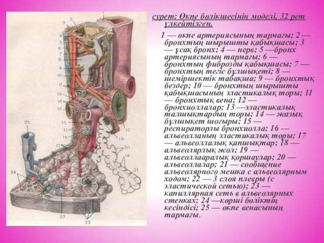 сурет: Өкпе бөлікшесінің моделі, 32 рет үлкейтілген. 1 — өкпе артериясының