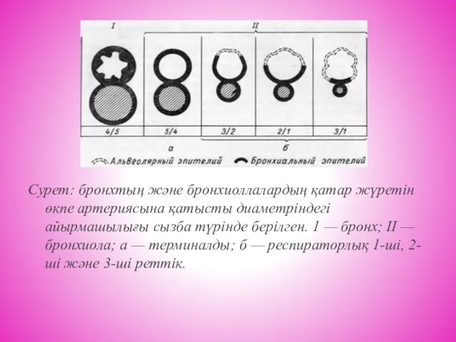 Сурет: бронхтың және бронхиоллалардың қатар жүретін өкпе артериясына қатысты диаметріндегі айырмашылығы