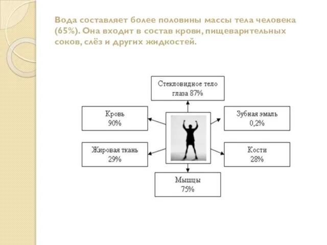 Вода составляет более половины массы тела человека (65%). Она входит в