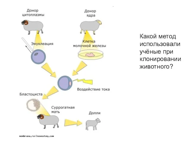 Какой метод использовали учёные при клонировании животного?