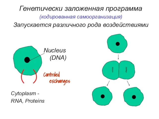 Генетически заложенная программа (кодированная самоорганизация) Запускается различного рода воздействиями Nucleus (DNA)