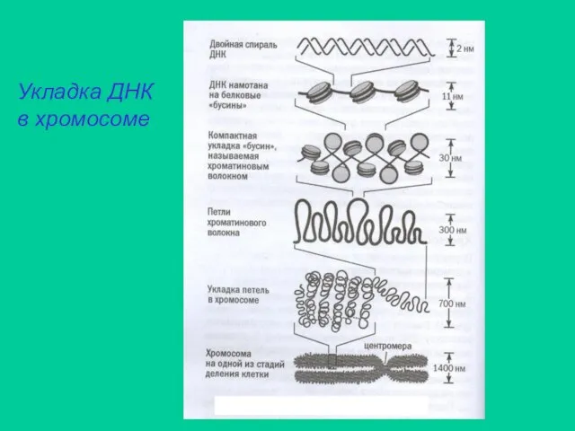 Укладка ДНК в хромосоме