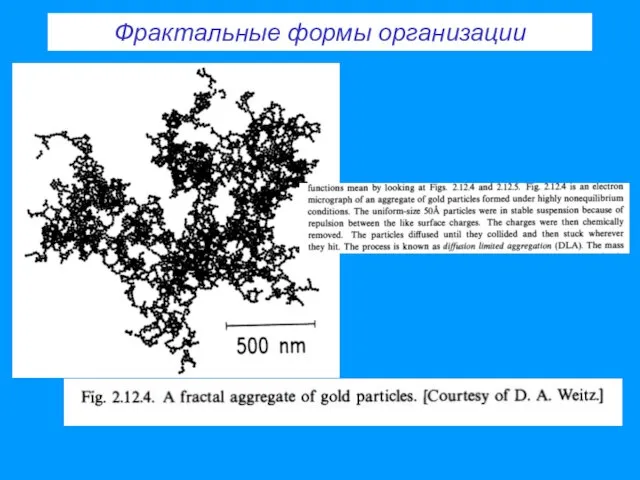 Фрактальные формы организации