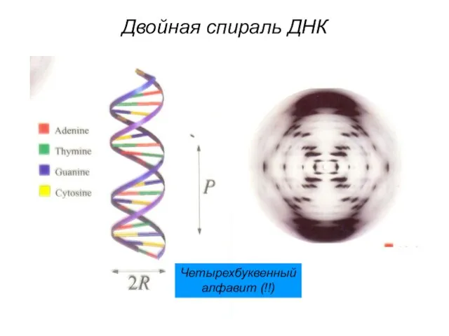 Двойная спираль ДНК Четырехбуквенный алфавит (!!)