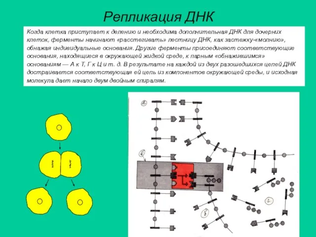 Репликация ДНК Когда клетка приступает к делению и необходима дополнительная ДНК