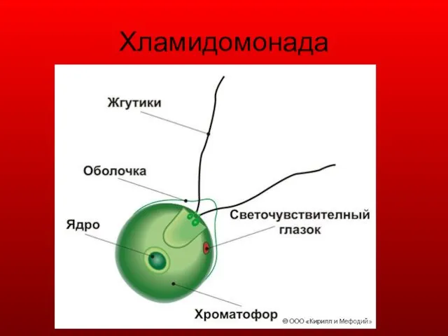 Хламидомонада