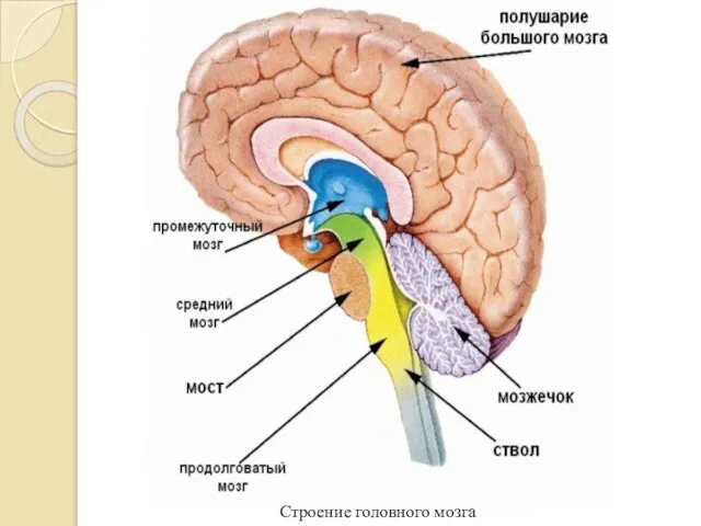 Строение головного мозга