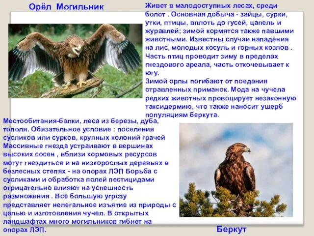 Орёл Могильник Беркут Живет в малодоступных лесах, среди болот . Основная