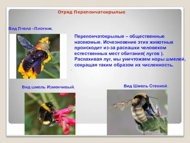 Отряд Перепончатокрылые Вид Пчела –Плотник. Вид шмель Изменчивый. Вид Шмель Степной.