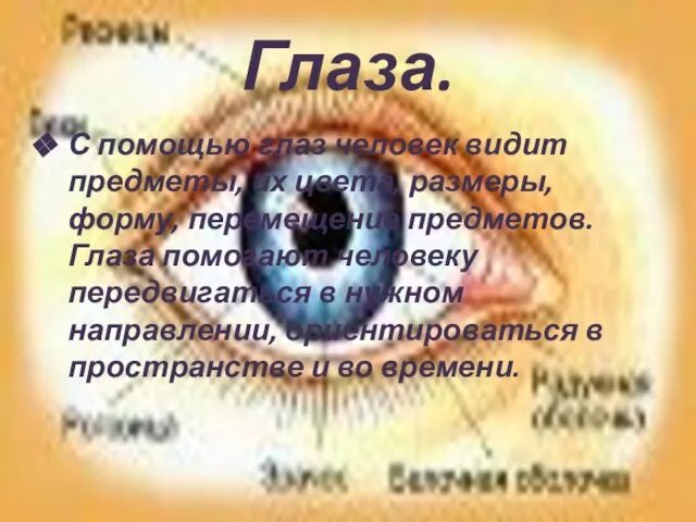 Глаза. С помощью глаз человек видит предметы, их цвета, размеры, форму,