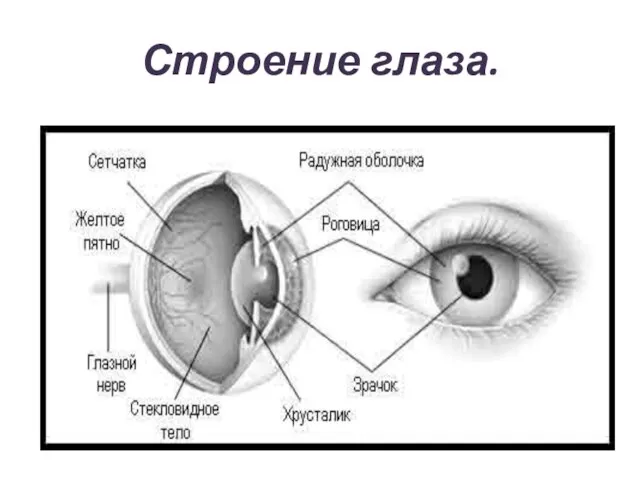 Строение глаза.