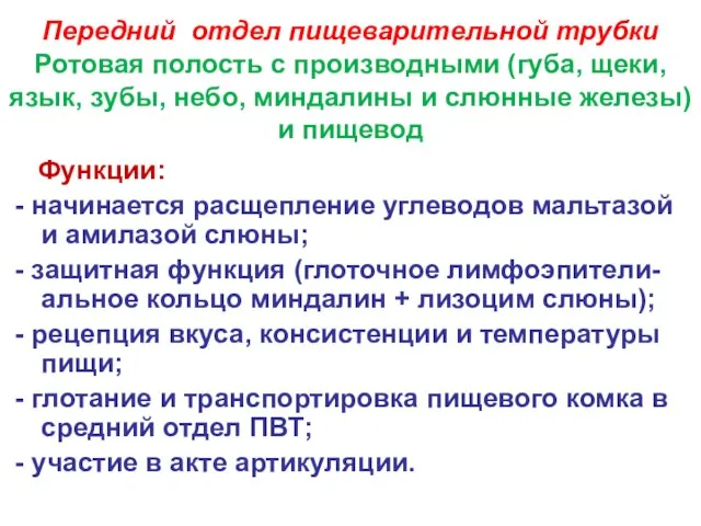 Передний отдел пищеварительной трубки Ротовая полость с производными (губа, щеки, язык,