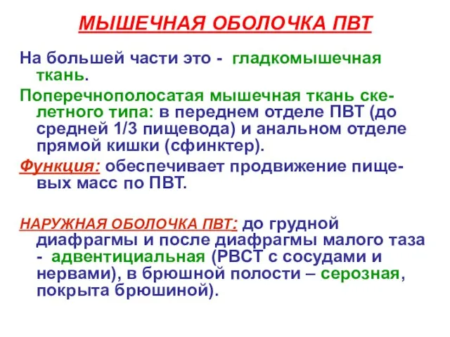 МЫШЕЧНАЯ ОБОЛОЧКА ПВТ На большей части это - гладкомышечная ткань. Поперечнополосатая