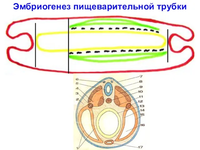 Эмбриогенез пищеварительной трубки