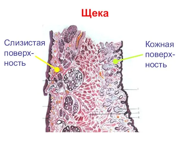 Кожная поверх- ность Слизистая поверх- ность Щека