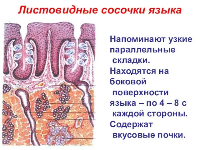 Листовидные сосочки языка Напоминают узкие параллельные складки. Находятся на боковой поверхности