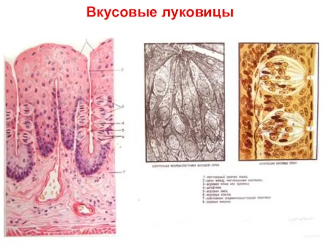 Вкусовые луковицы